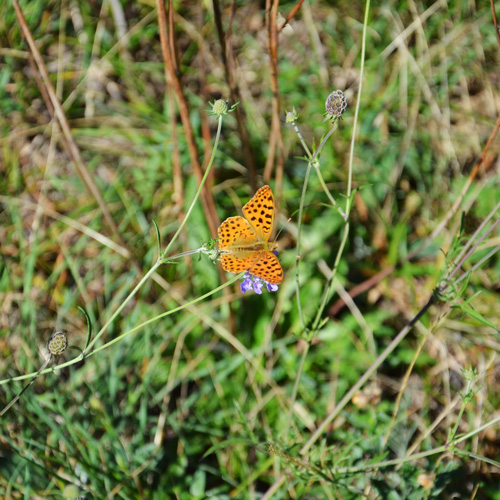 Farfalla