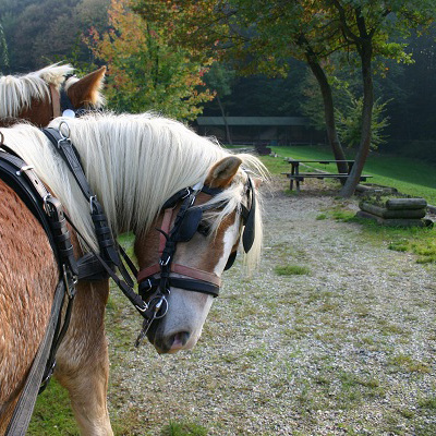 Cavallo